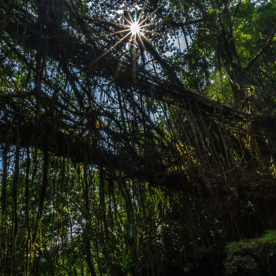 A path running between tall straight pines in a forest near Shillong
